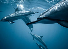 开云体育网址-莱巴金娜获2026年澳网女单冠军